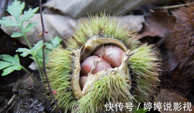 茱萸|寻访秦岭苦竹沟，灌满浆汁的烂红野果和山货挂满枝头，都无人采摘