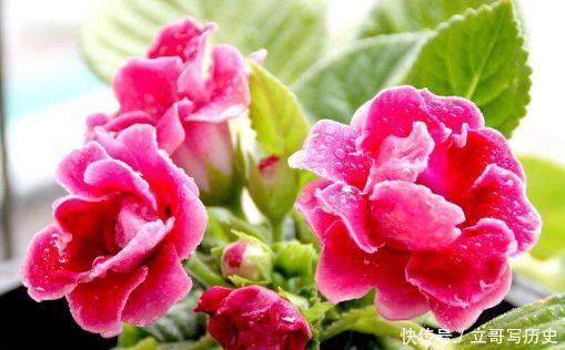 庭院养此几款花,堪称是开花机器,花姿妖娆,养在阳台极美了