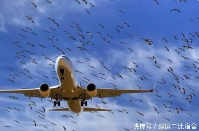 飞机在高中飞行时撞到鸟,后果会怎么样?看完出一身冷汗