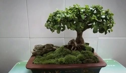 金枝玉叶的造型如何修剪的？