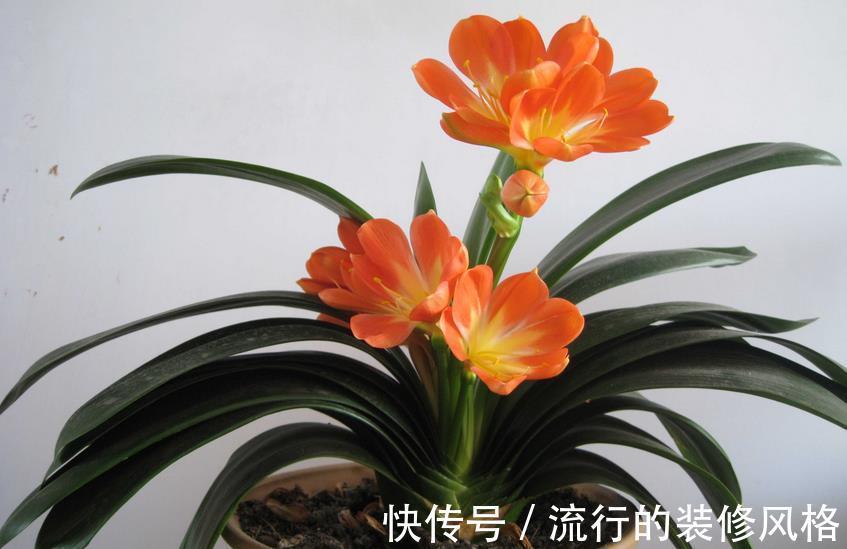 花友|家庭养花,盆栽黄叶不用慌,学会这些,随便来一招就搞定