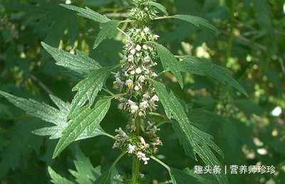 野草|田梗上常见的野草,原来价值这么高,赶紧采摘一些回来晒干煲汤喝