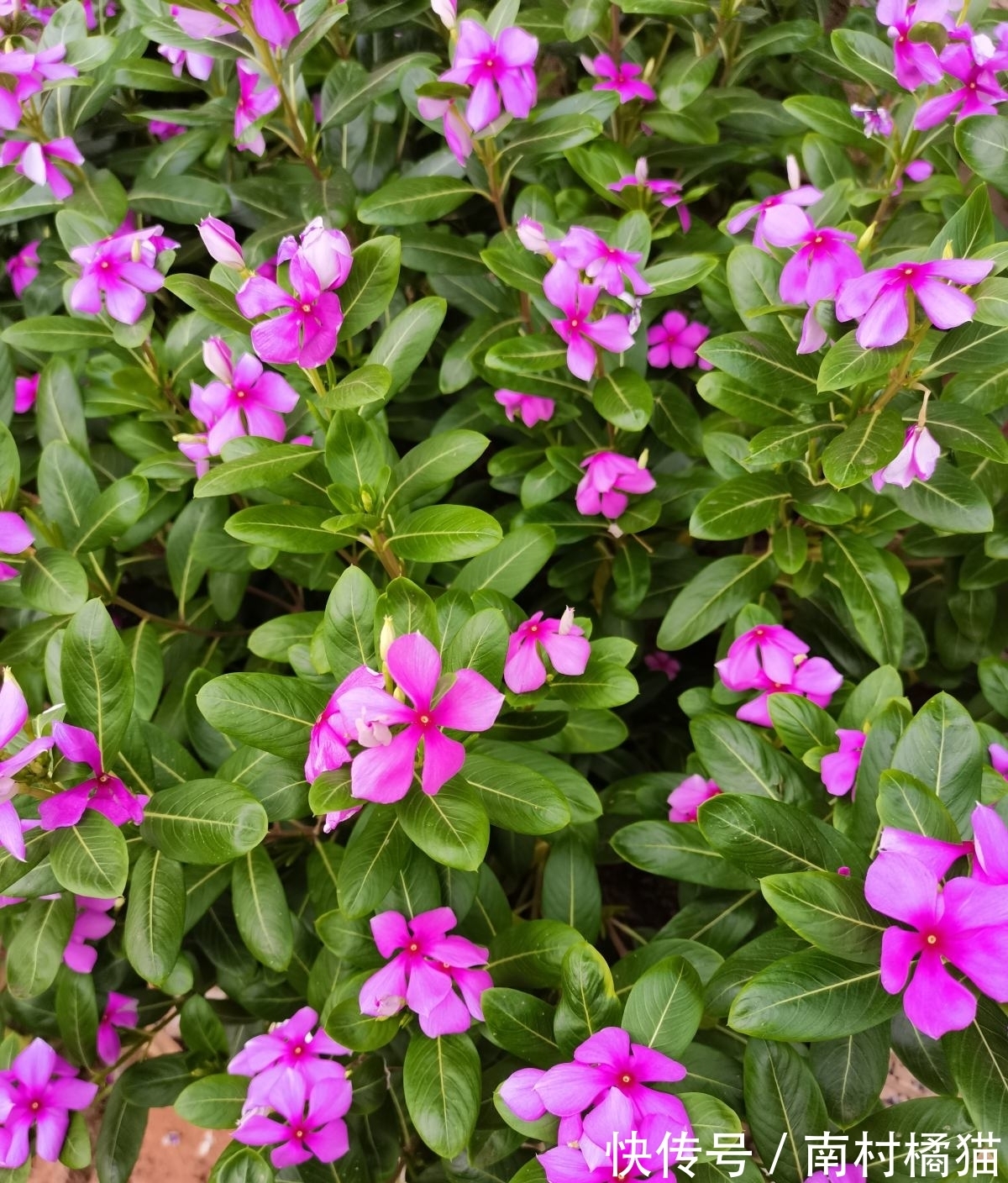 家里养盆“干净花”，一年四季不招虫，开花也多