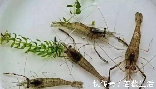 饵料|难怪渔具店老板不淡定,原来冬钓用它代小药,板鲫那叫一个好钓!