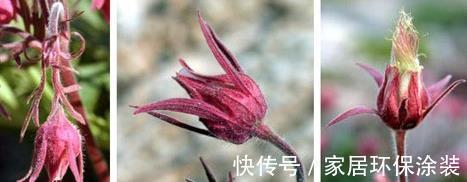 花柱|花朵开得像烟火,国内有钱买不到,它的名字叫做草原烟