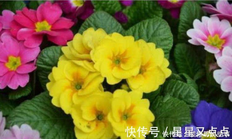 超美|养花就养4种花，家里养一盆，一开就美爆，养1盆超美！