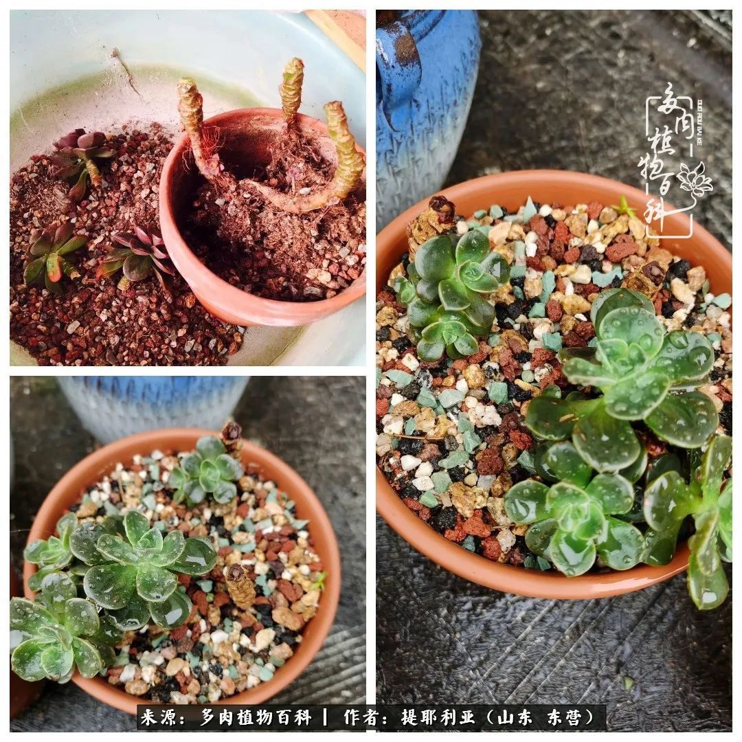 多肉植物|人如多肉,经阳光雨露历练后,亦会越挫越勇!