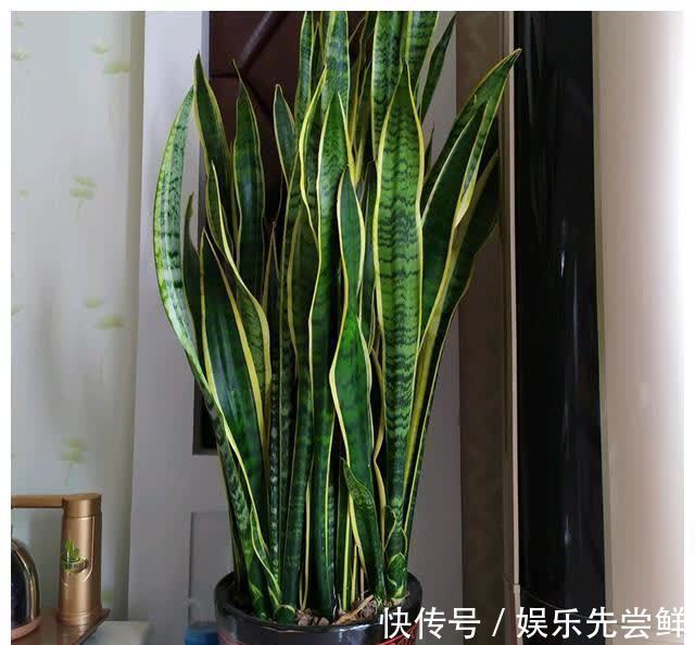 金枝玉叶|堪称死不了的几种花,轻松养成大花树,能够养成传家宝