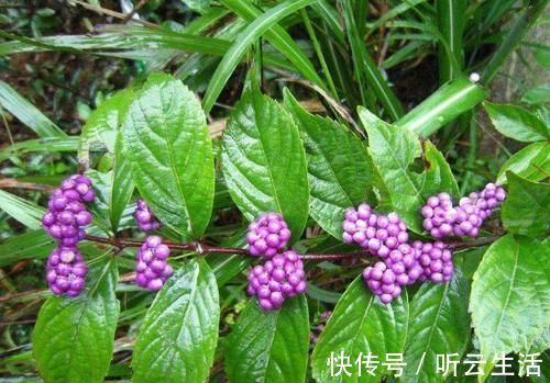 叶似枇杷叶,果实像紫珠,无论谁在村边偶遇,别无知当草,要重视