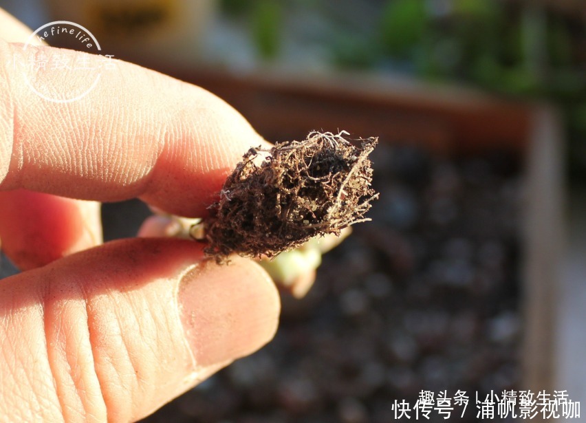 湿度|多肉一直不服盆，教你7个小方法，可快速发根，安全有效
