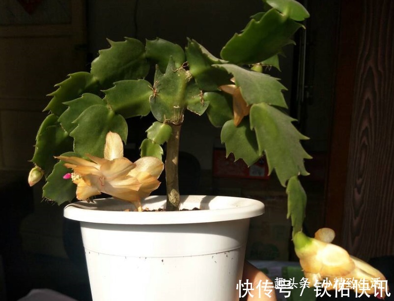 除了仙人掌,叶仙也能嫁接蟹爪兰,简单3步,7天就成活