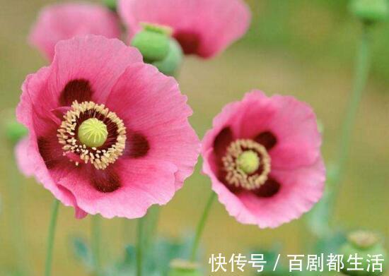 盘点十种招鬼的花,家里有这些花赶紧扔掉