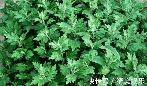 关节炎|农村几种野草是美味养生菜，用于肝脾肿大，关节炎，月经不调