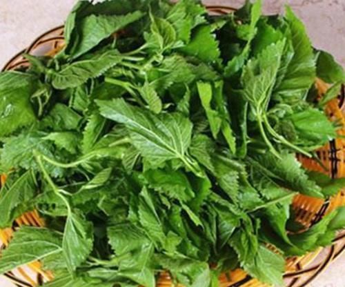 桑茶|桑叶又称”神仙草“,坚持用桑叶泡水喝一周,4大喜事会悄悄登门