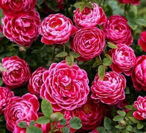  花色|最“妖艳”的月季，花色珍稀，勤花丰花，香味持久，让人无法拒绝