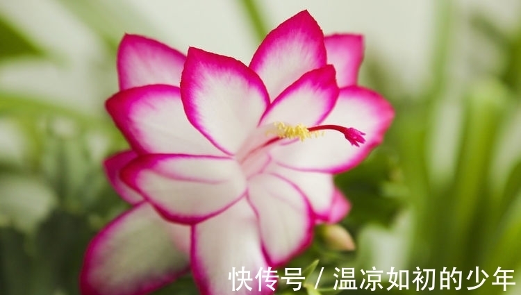 马头花|人见人爱的几种花卉，花朵迷人，仙气十足，放在阳台美极了