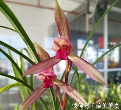 艺兰|这三种兰花,花旺人更旺,花红浓香,百看不厌,是冬日养兰首选