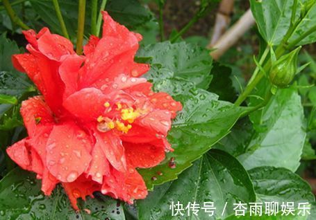 明月|喜欢菊花，不如试试“菊中珍品”秋水明月，似圆满月明，美丽清奇