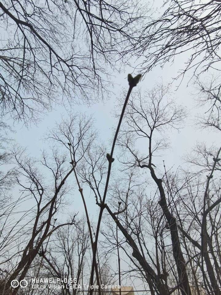 密叶隐歌鸟@青未了/紫藤挂云木，花蔓宜阳春