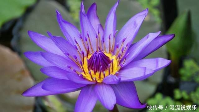 世界上最贵的6种花,植物界的“无价之花”,看看你认识几种