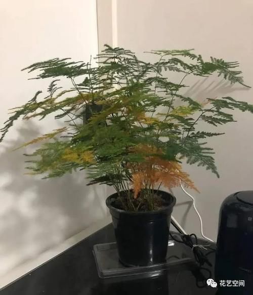 文竹叶片发黄,从这4点改善,叶子碧绿,气质更好!