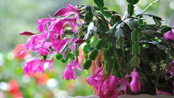 蟹爪兰度夏，经常喷点“这种水”，叶片不瘦不脱落，安稳过夏天