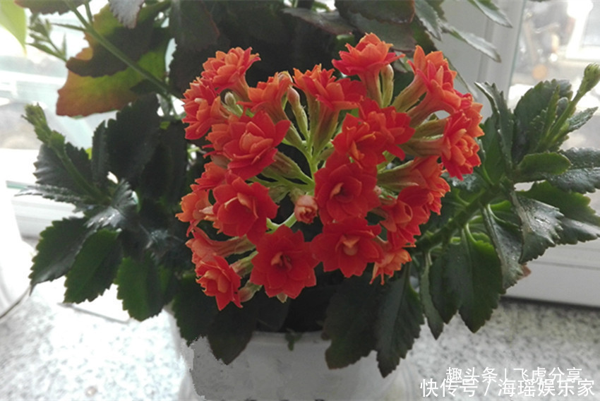 养殖|新手都养不死的八种花，随便掐根枝埋土里就活，咋养咋旺