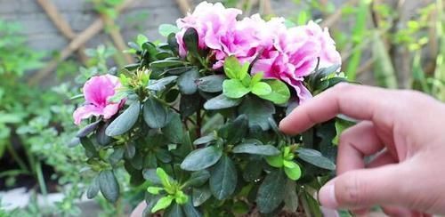 冬天,养这10种花,这事别多做,要不叶子发黄,不开花