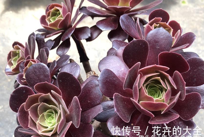 叶心处|想把自己的法师多肉养成碗的形状？那必须得满足4个要求才行