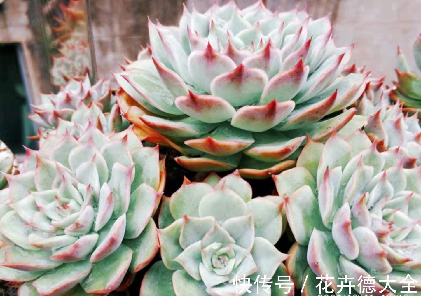 在找有颜值又好养,还容易养成捧花状的多肉?那就是粉色提示了!