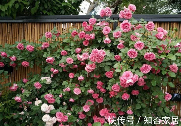 养花试试这几款,花开量大,轻松开成一片粉色的花瀑布