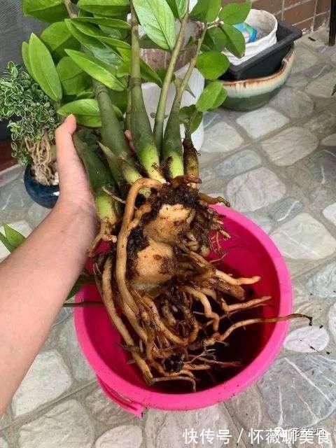 盆栽金钱树，记住“5句话”，叶子个个闪亮，萌芽更快！