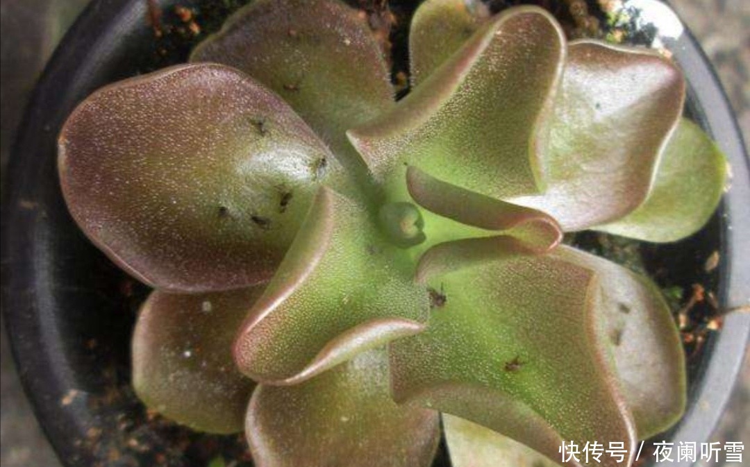 花盆里的“小飞虫”越来越多，教你几个除虫小方法，简单又好用