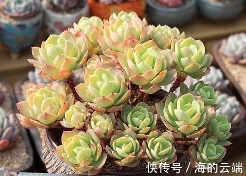 养多肉碧桃,做好几件事,遇水疯长,清丽动人,养成群生小老桩!