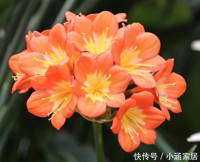 技巧|水培君子兰有技巧,做好这5点,不易烂根容易开花