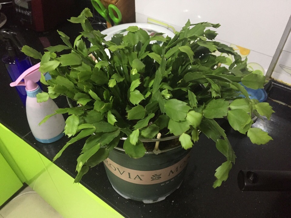 病虫害|夏天养蟹爪兰，“3点”做不好，黄叶、耷拉、介壳虫，活不到秋天