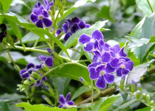 阳台特别适合养几种花，花朵硕大，惊艳四座，天天有花赏！