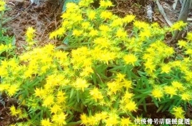 农村路边的小黄花,过去无人采摘,如今很多人种植,遇见记得栽培