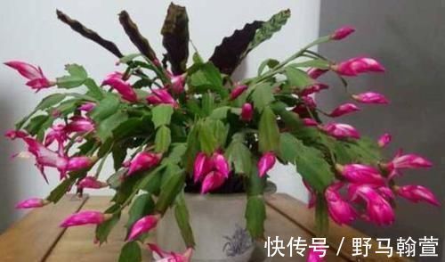 想让蟹爪兰长得好,就用上2种料,保准一年能够开花200多天