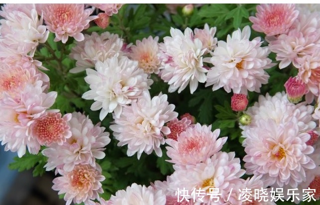 高颜值|在家养花,不如养些高颜值的菊花,高端大气又美观,花香清新脱俗