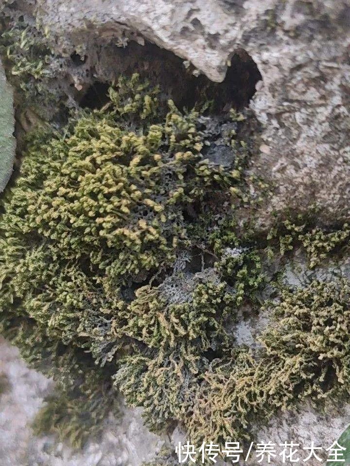 山上遇到“还魂”草，千万不要挖，养不活还破坏环境