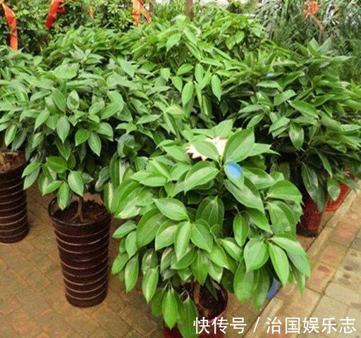 异味|卫生间“臭臭的”养以下4种能去异味的盆栽，轻松解决