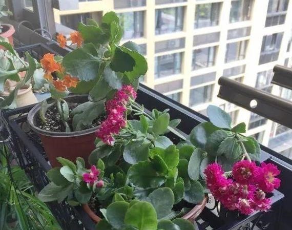 蚂蚁|花农养花为啥成本这么低学会用小苏打,几十盆都花不了2块钱