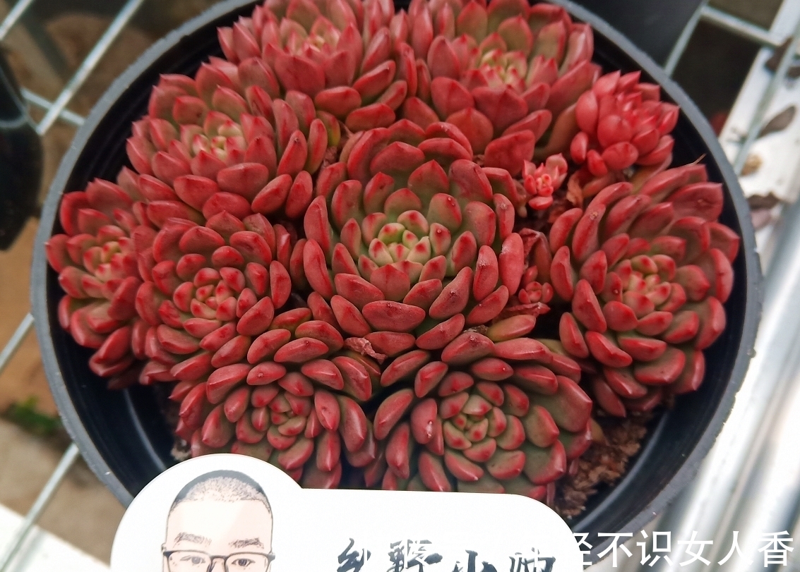 多肉“浸盆式”浇水的利与弊,你知道吗?赶紧来看一下吧