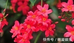 长春花|世界六大花期最长的花,养一盆全年有花赏,快看看你养过没