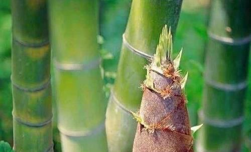 膝盖|中国最好吃的6种极品野菜,你若是全吃过,请收下我的“膝盖”