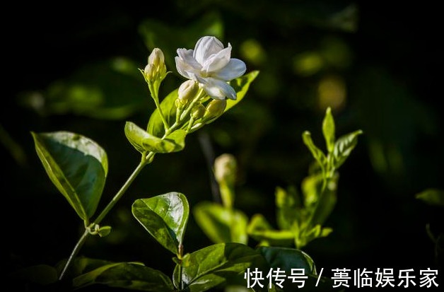 茉莉花的修剪时间特别重要，剪错了，植株开花少，很难再开爆