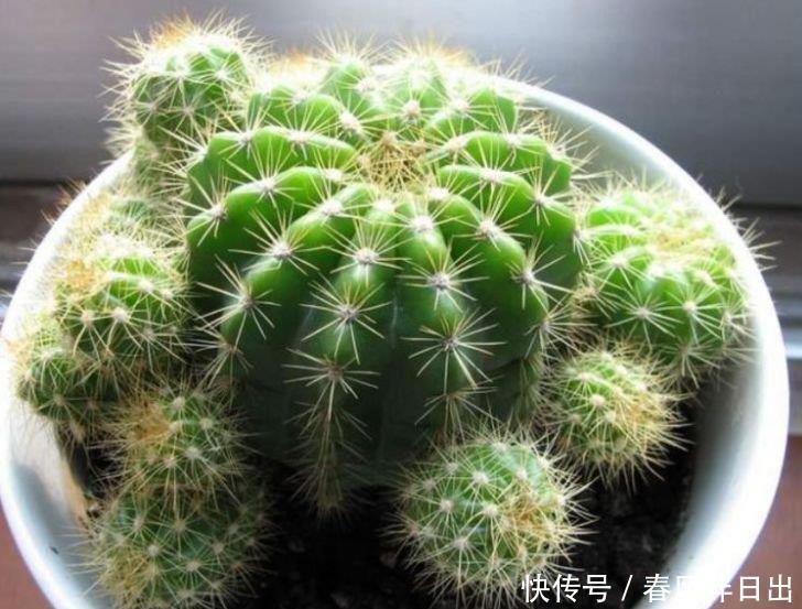 此款花卉,好养易爆盆,花叶俱美,养盆放阳台美极了