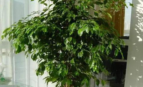 虎尾兰|这些植物放在洗手间,不用管理都能长得很好,还祛除异味