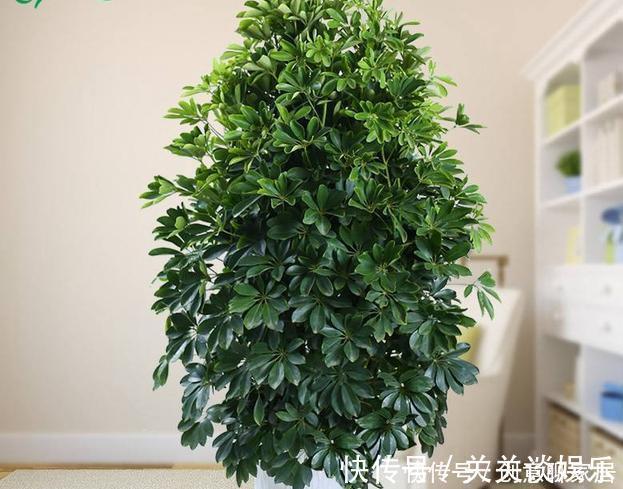招财树|不管你养不养花,3种花,总要养1盆,能缓解疲劳,还能杀病菌